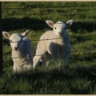 lambs 3 near hartside