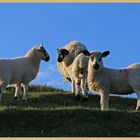 lambs above Ivelet at dusk