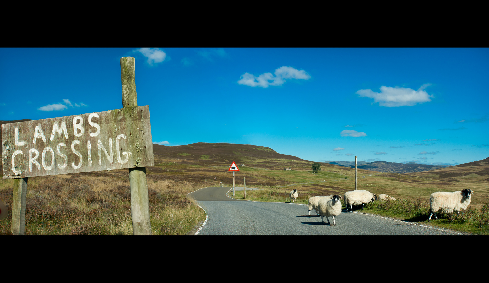 LAMBS CROSSING!