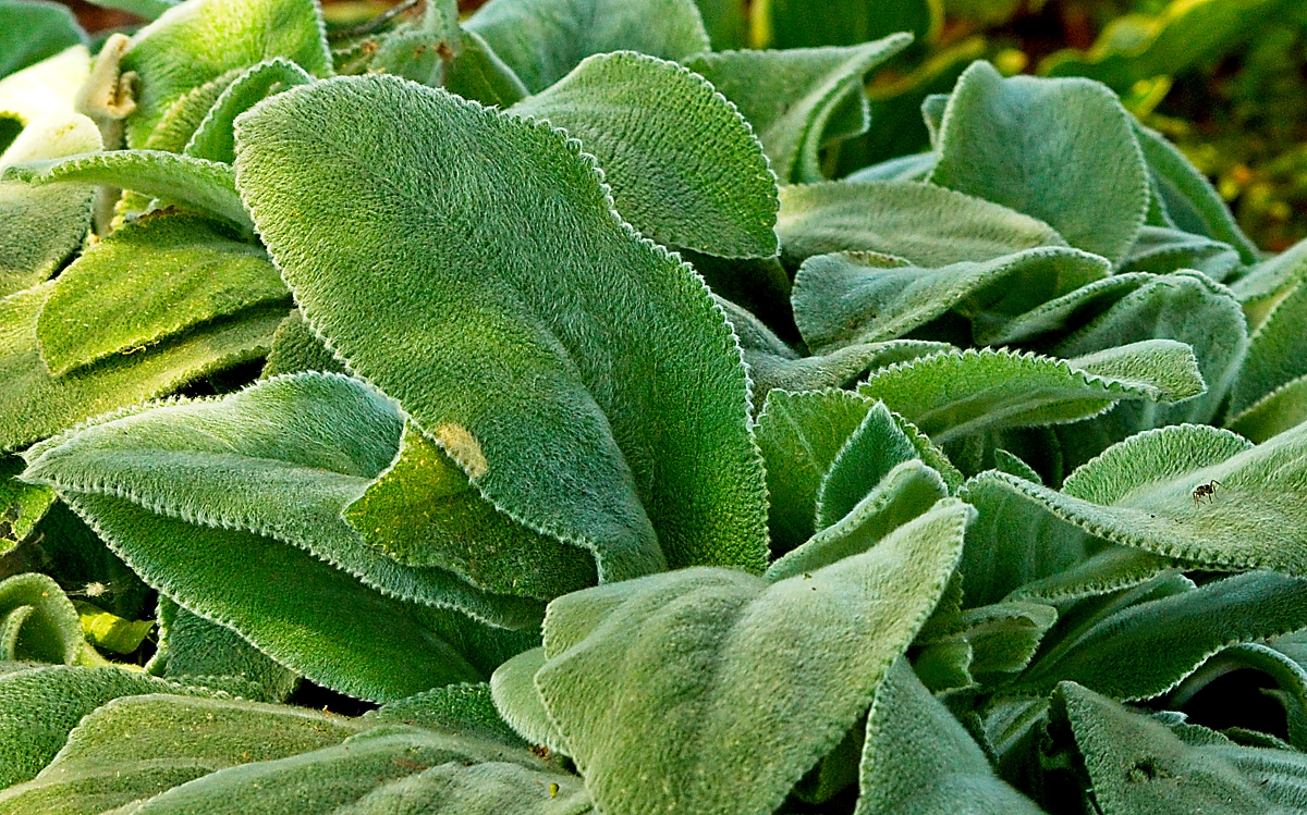 lambs ear