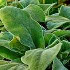 lambs ear