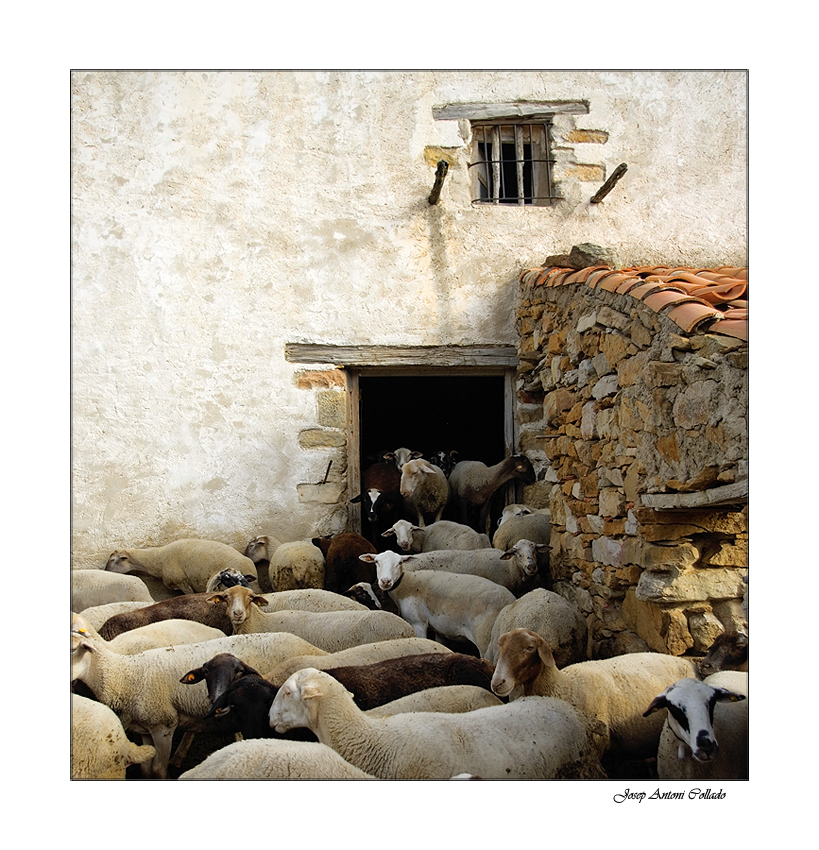 Lambs (El Mas de la Cambreta)