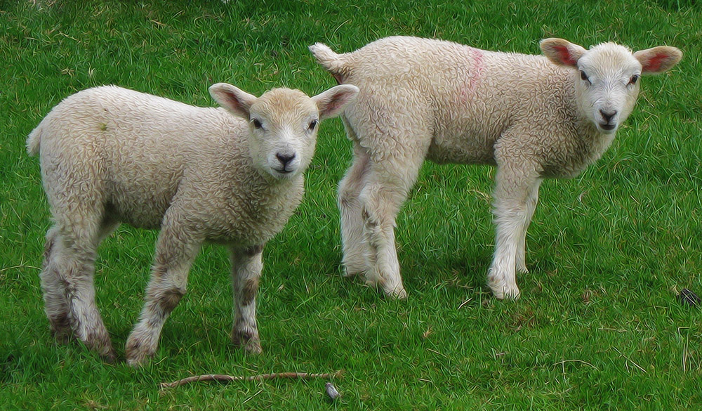 Lambs