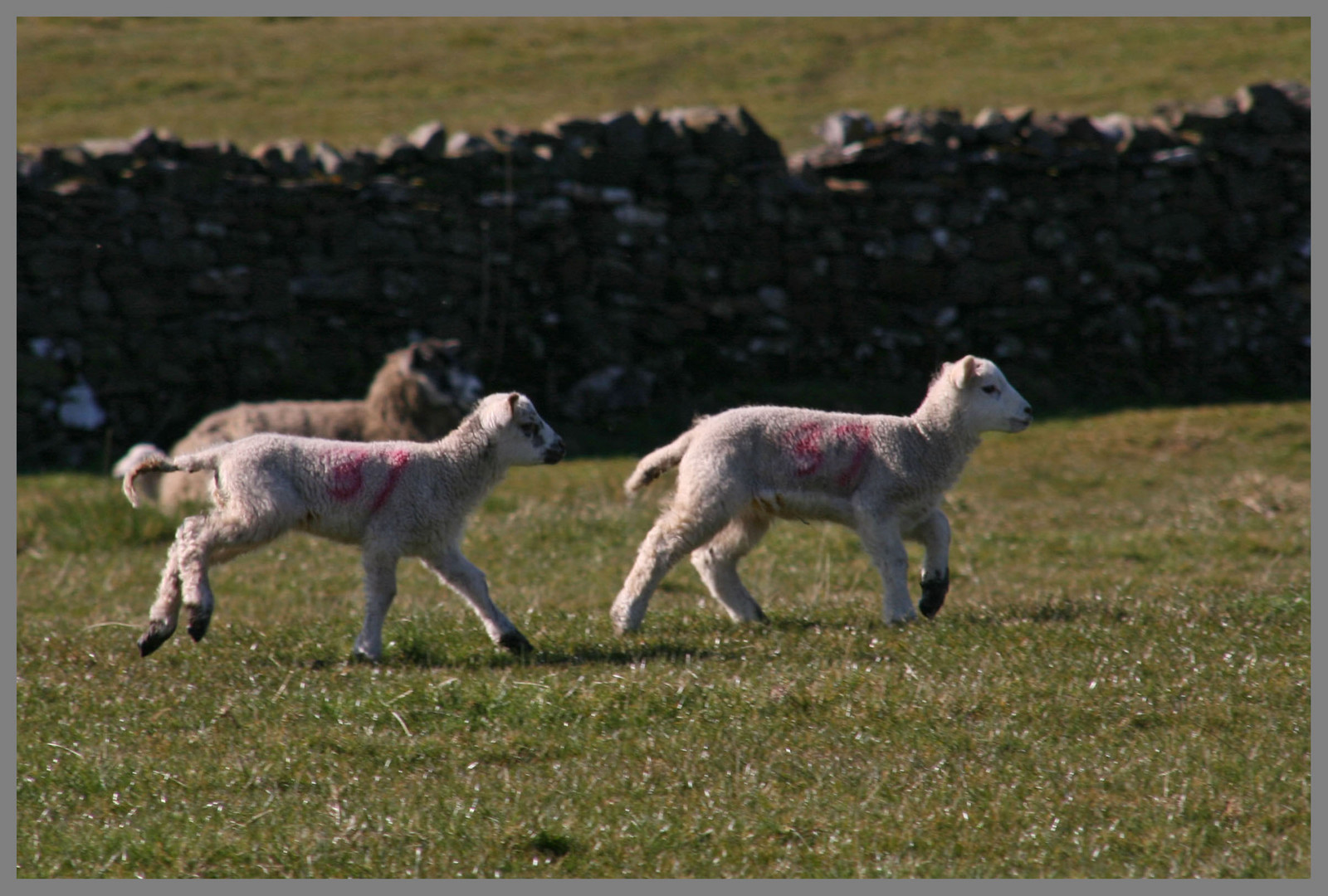 lambs near marrick in swaledale yorkshire 2