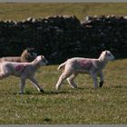 lambs near marrick in swaledale yorkshire 2