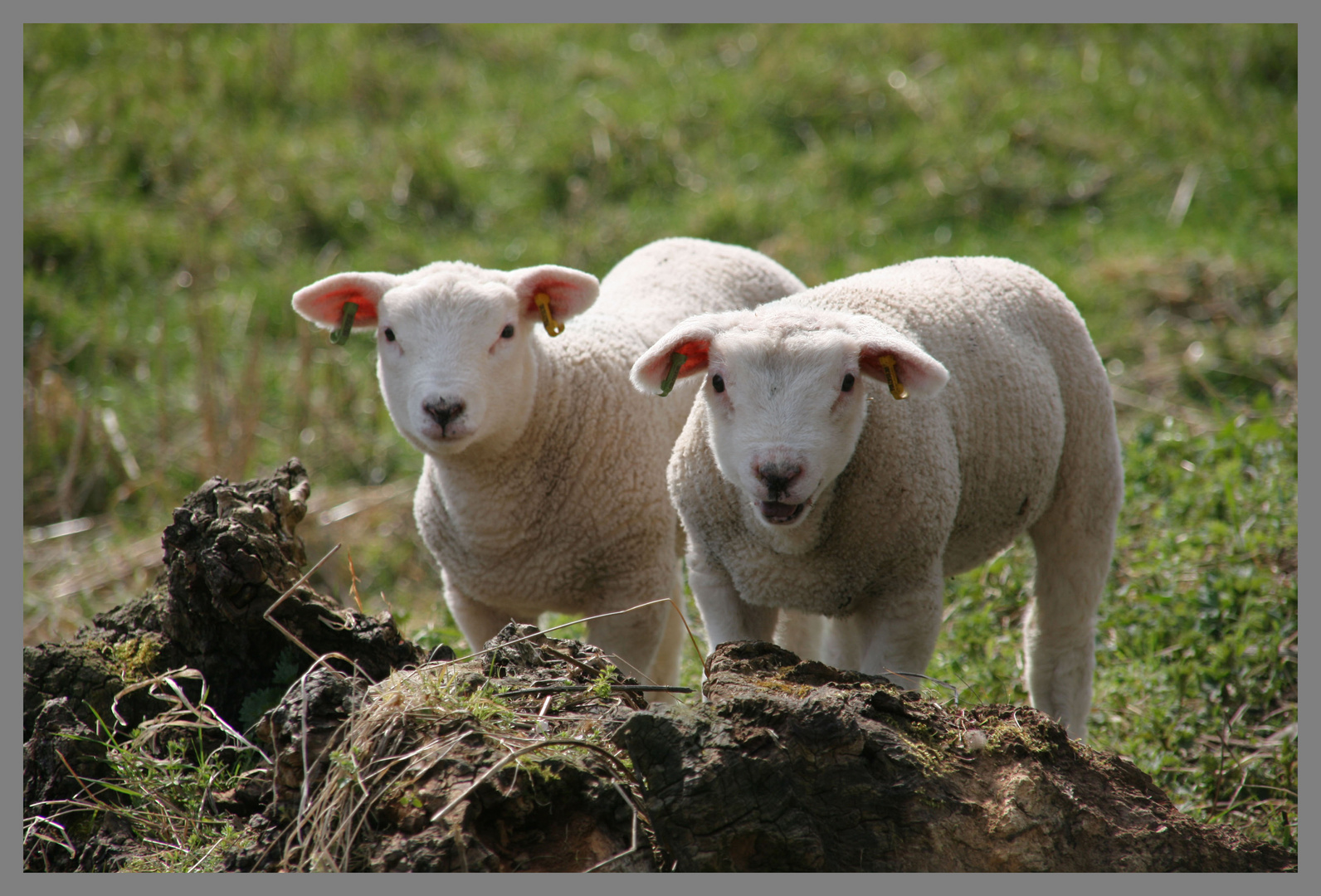 lambs near Roxburgh in the Scottish Borders