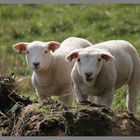 lambs near Roxburgh in the Scottish Borders