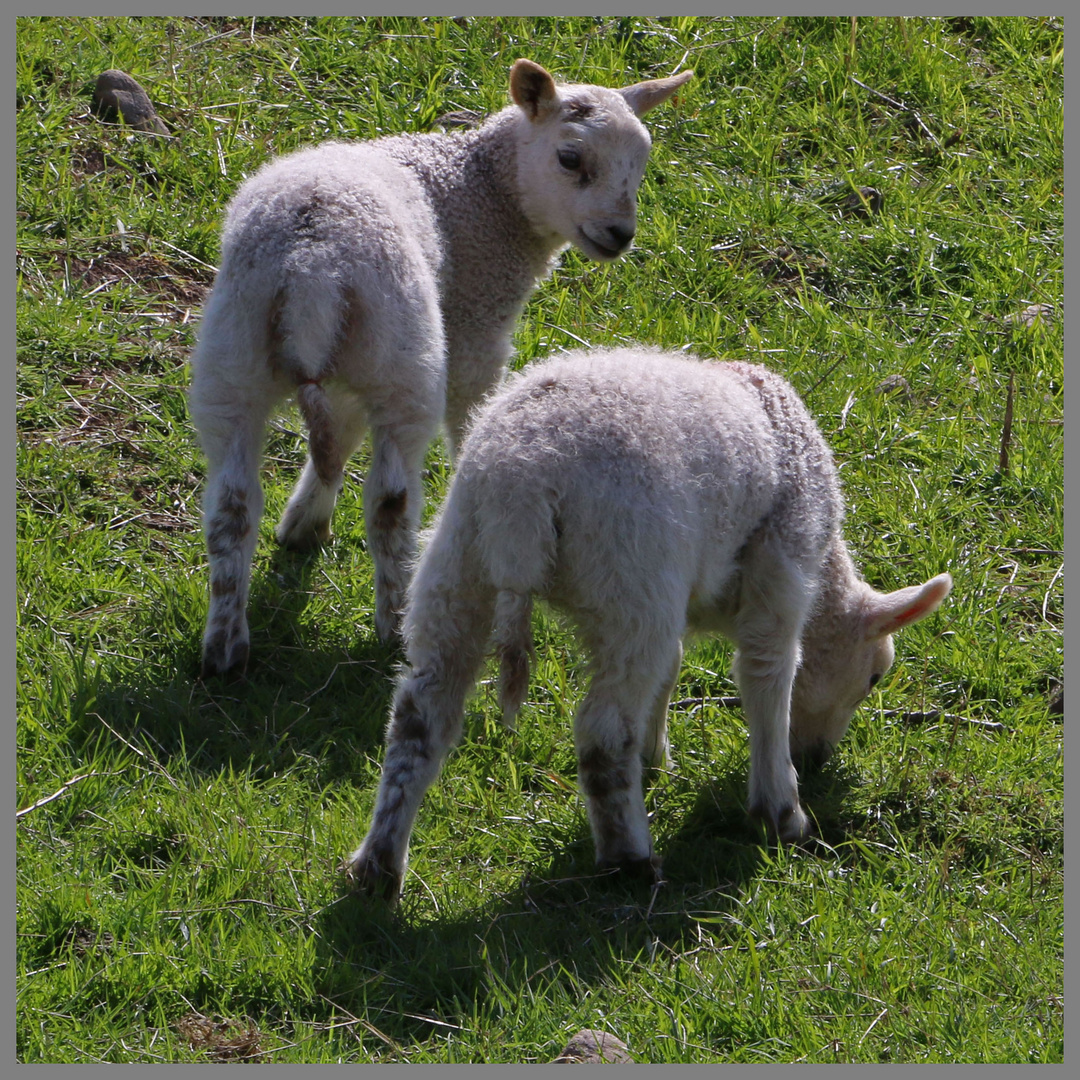 lambs near westnewton 3b