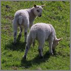 lambs near westnewton 3b