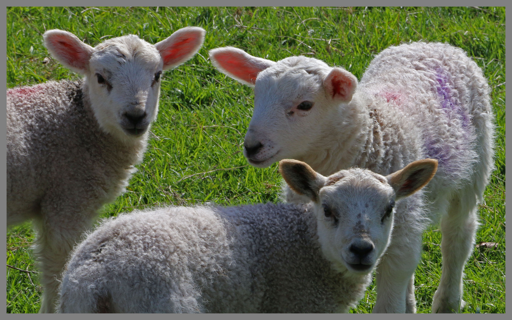 lambs near westnewton