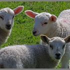 lambs near westnewton