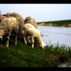 lambs on water