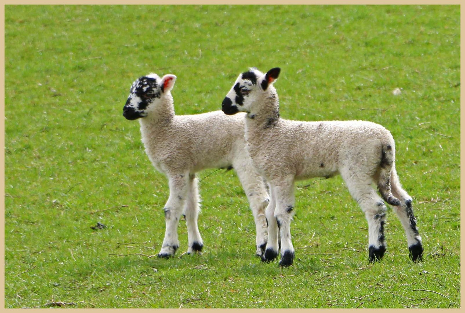 lambs west allendale