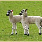 lambs west allendale