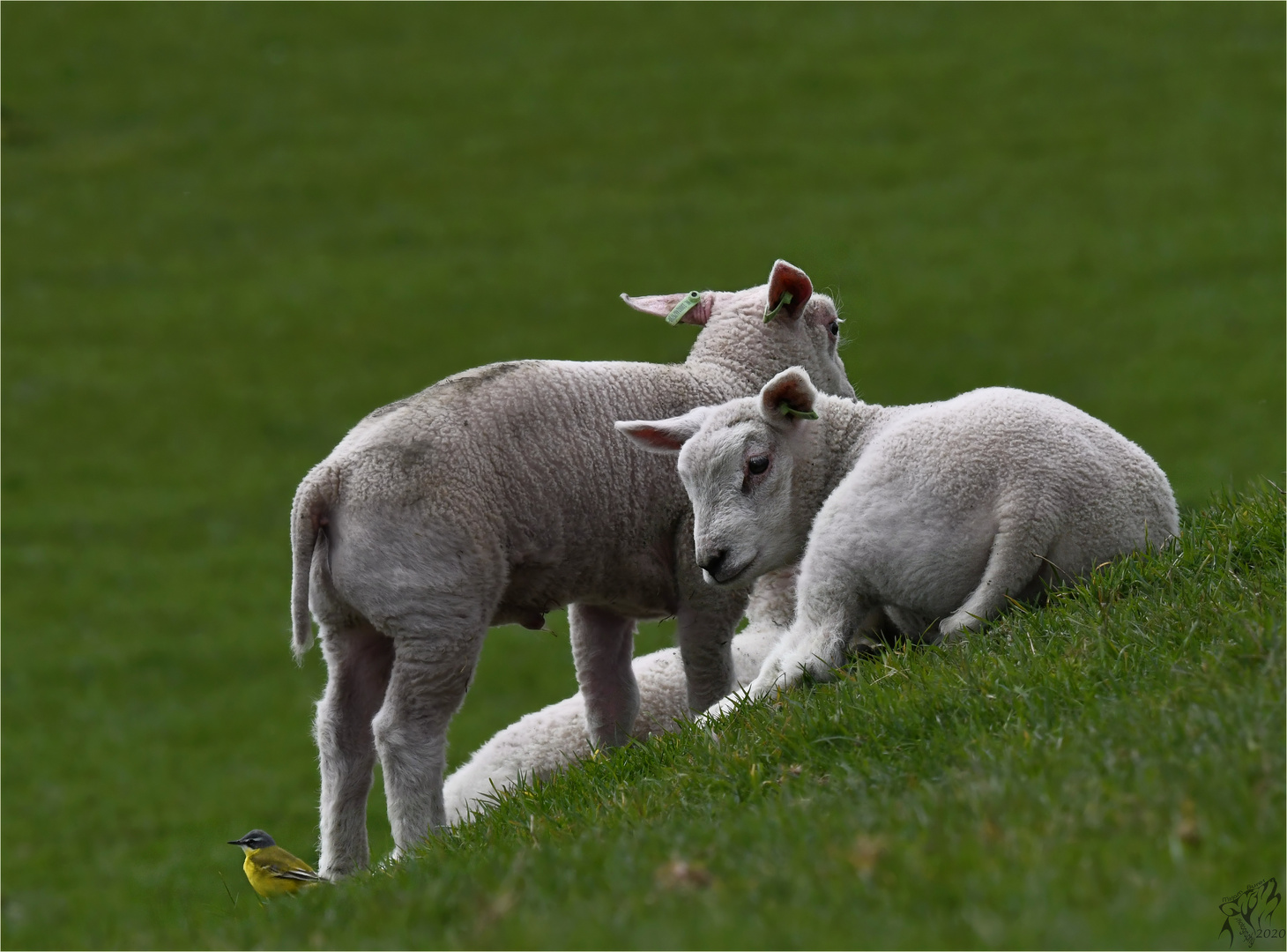 Lambs with yellow wagtail ..