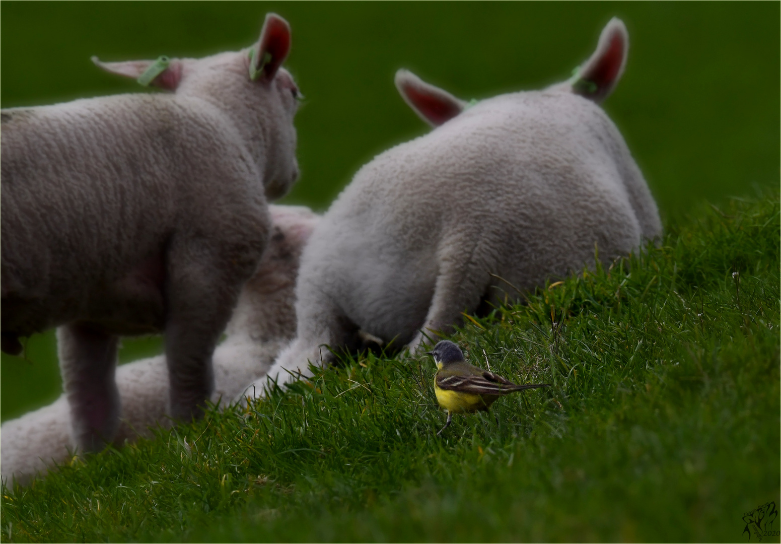 Lambs with yellow wagtail (2) ..