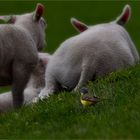 Lambs with yellow wagtail (2) ..