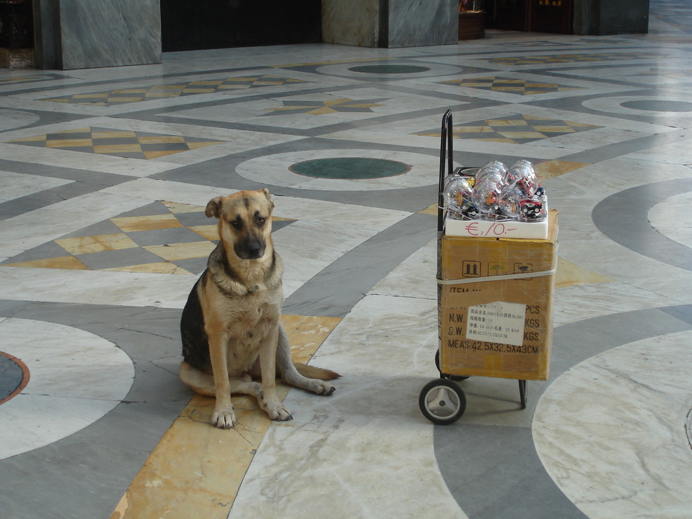 "l'ambulante randaggio"