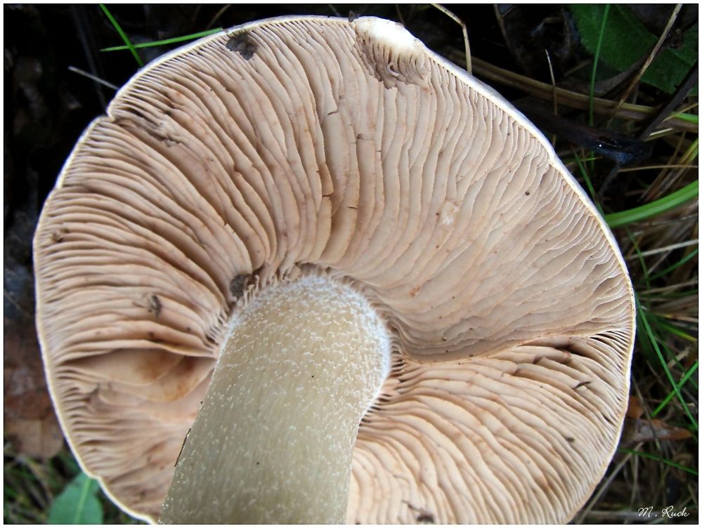 Lamellen des Pilzes , Foto & Bild pflanzen, pilze & flechten, natur, herbst Bilder auf