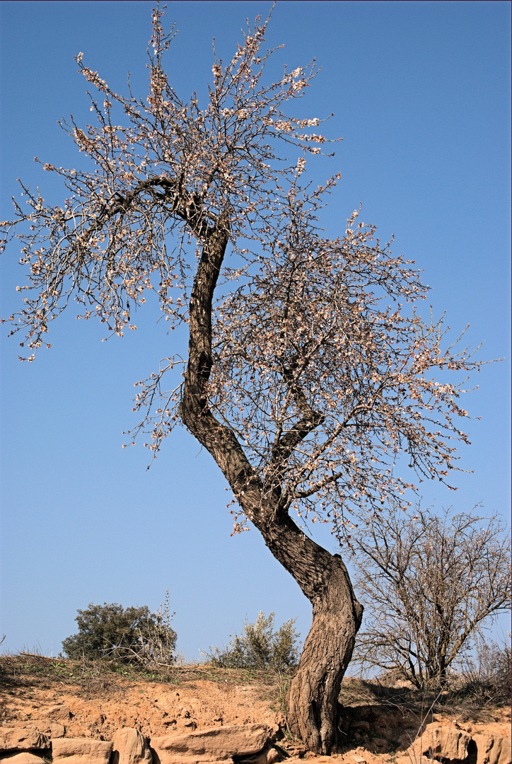 l'ametller florit