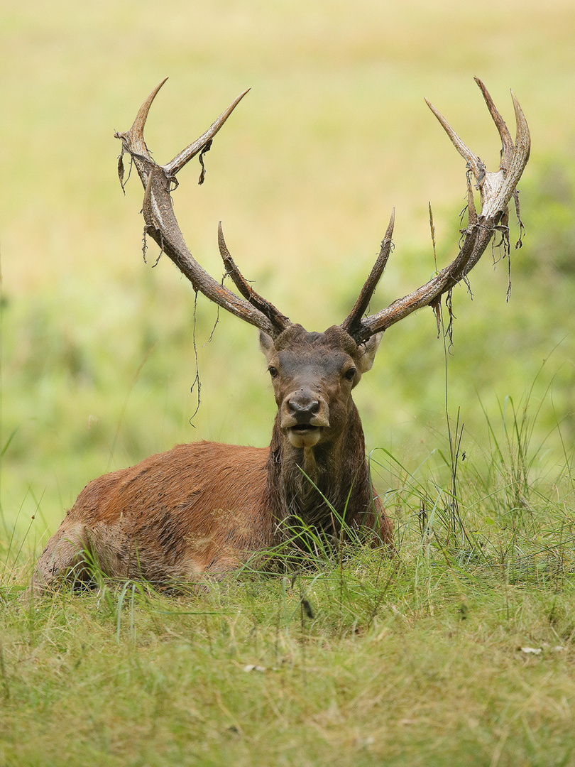 Lamettahirsch (c)