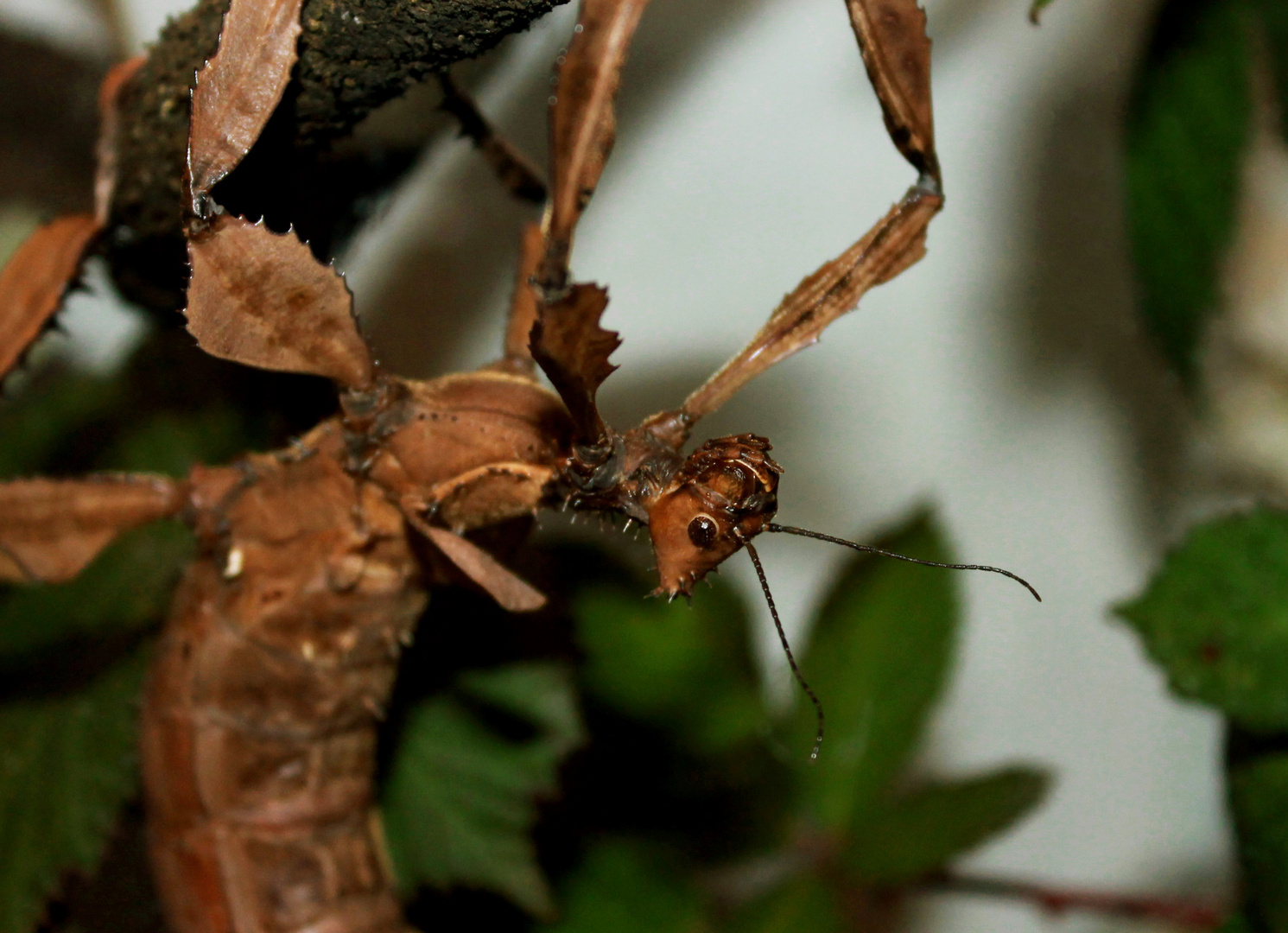 Lamia Foto & Bild | natur, tiere, haustiere Bilder auf fotocommunity