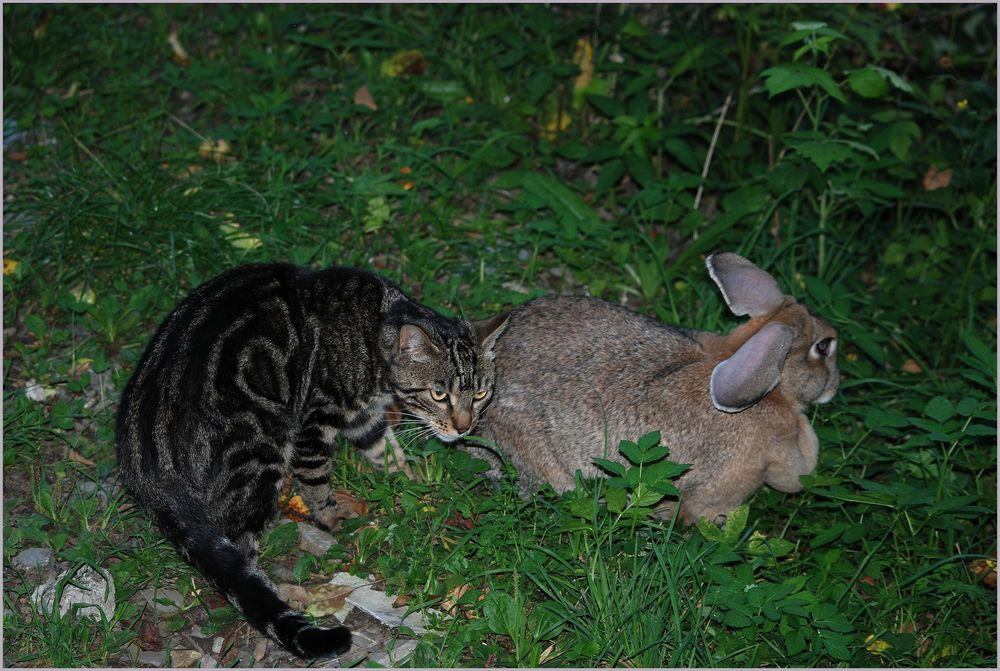 L'amico gatto.