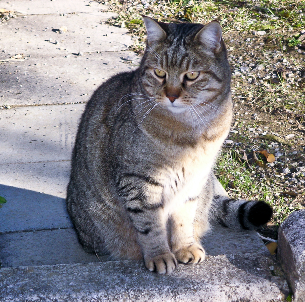 L'amico gatto