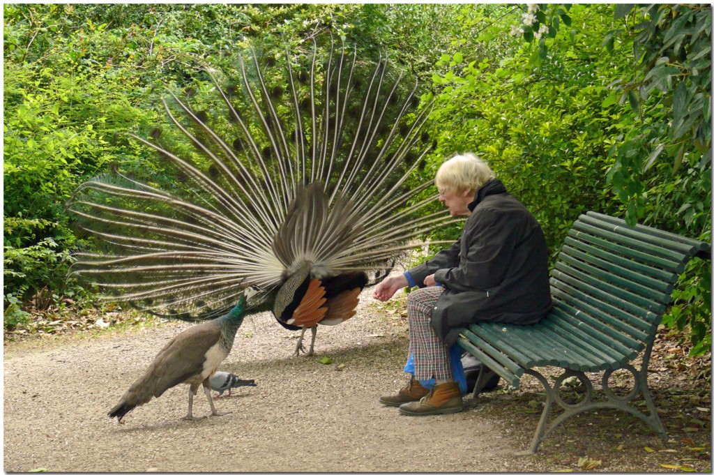 L'amie des oiseaux