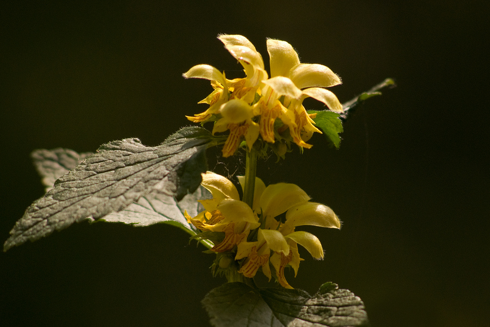 Lamier jaune