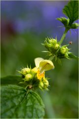 Lamier jaune (fond jacinthes sauvages)