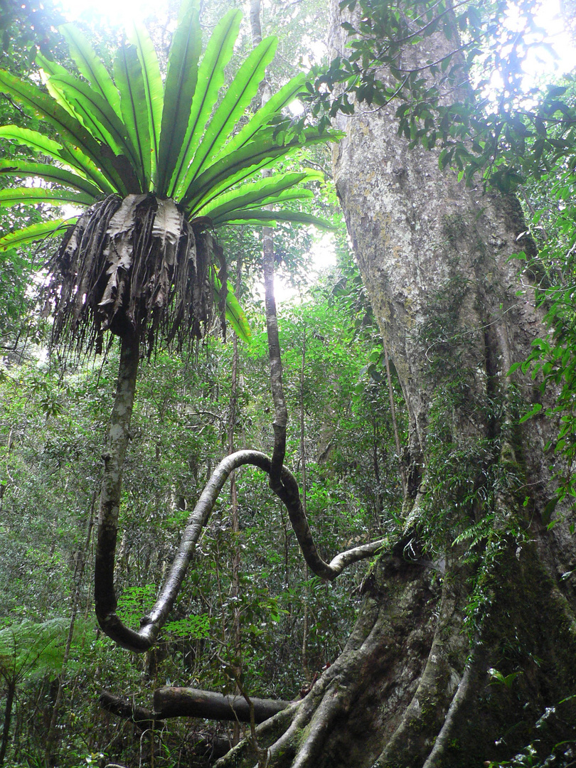 Lamington National Park