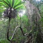 Lamington National Park