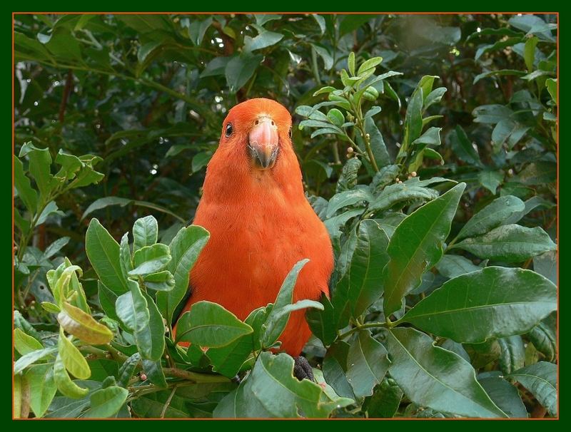 Lamington Nationalpark - Ein Vogelparadies