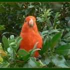 Lamington Nationalpark - Ein Vogelparadies