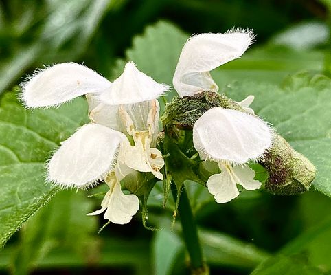 Lamium Album