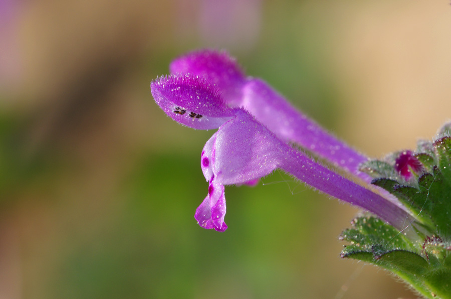 Lamium amplexicaule