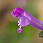 Lamium amplexicaule