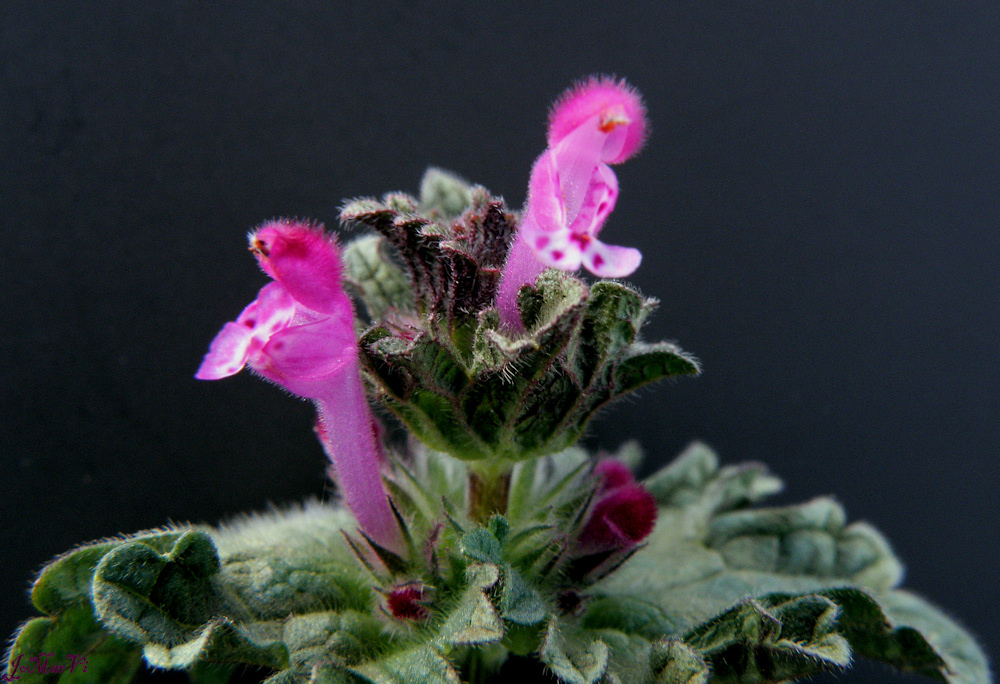 Lamium.- La mansa ortiga