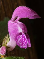 Lamium maculatum