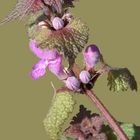 Lamium maculatum