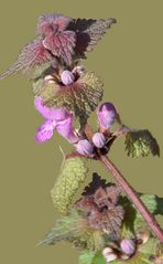 Lamium maculatum