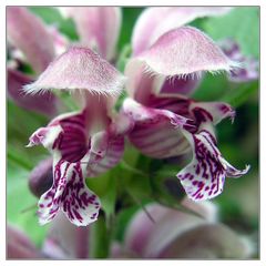 Lamium maculatum