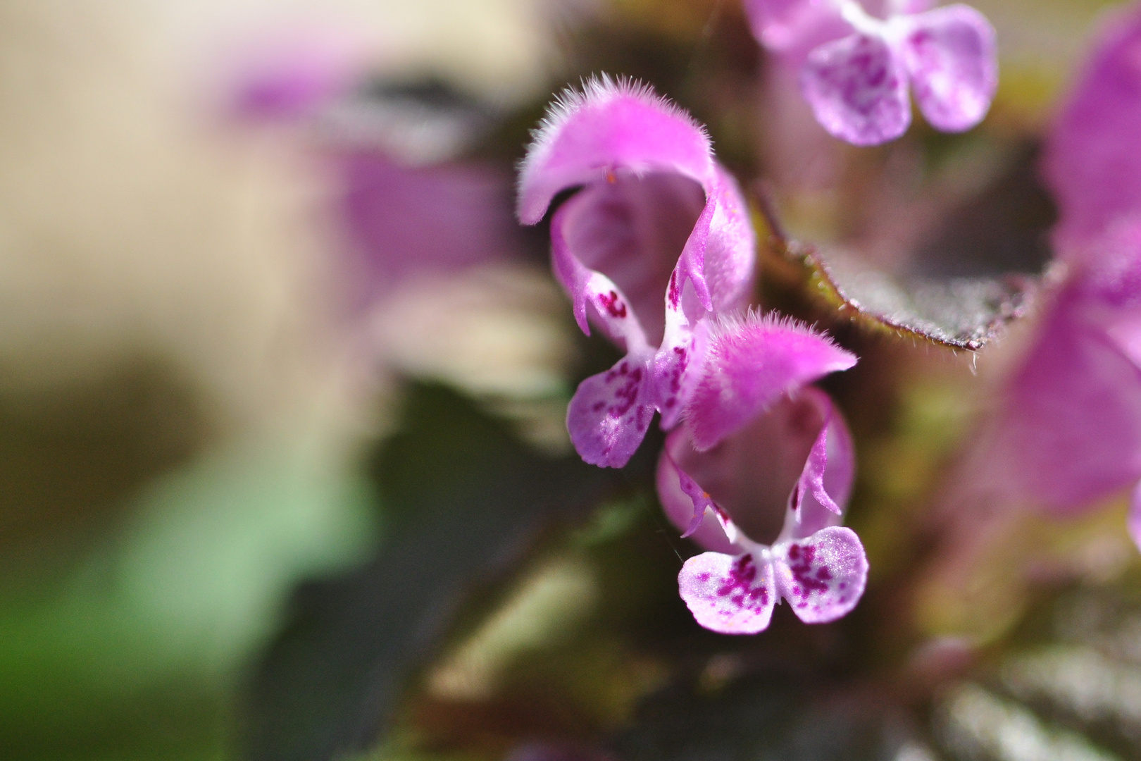 Lamium maculatum - Gefleckte Taubnessel