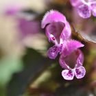 Lamium maculatum - Gefleckte Taubnessel