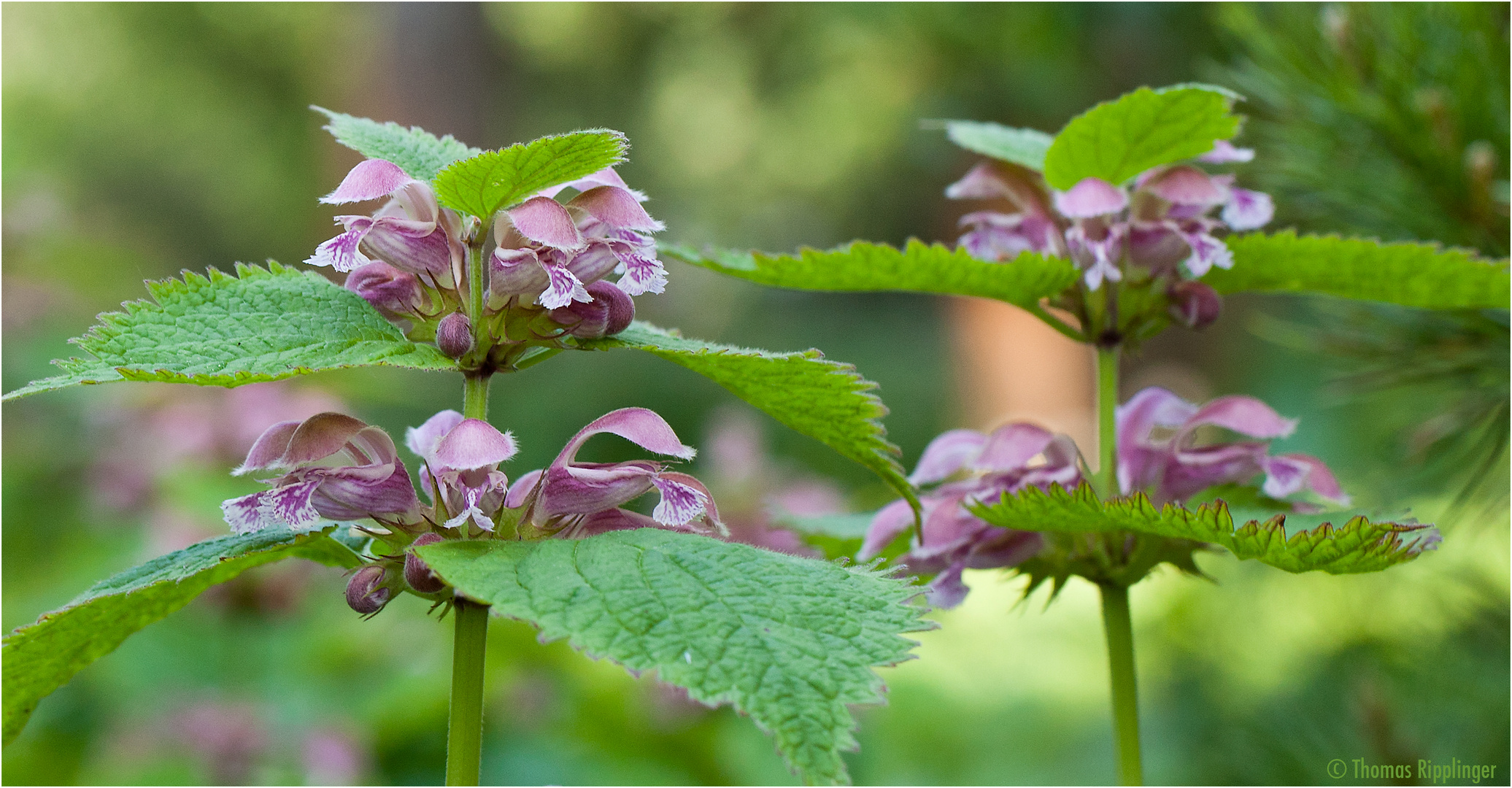 Lamium Orvala