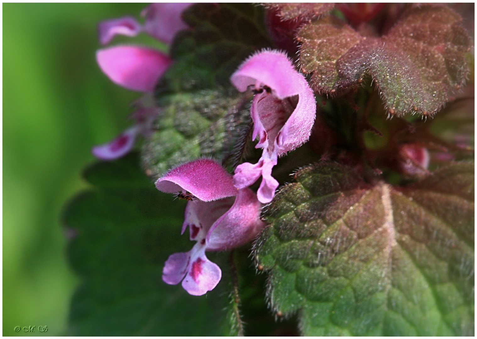 Lamium purpureum