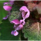 Lamium purpureum