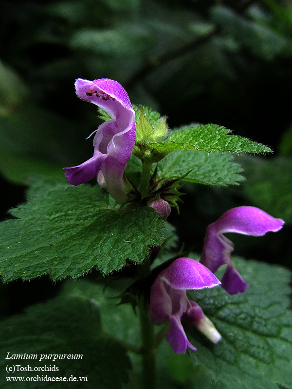 Lamium purpureum