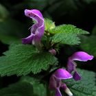 Lamium purpureum